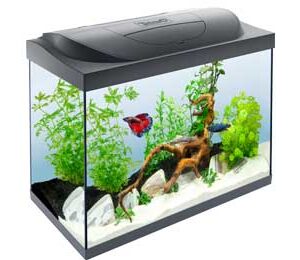 Tetra akvarijumi